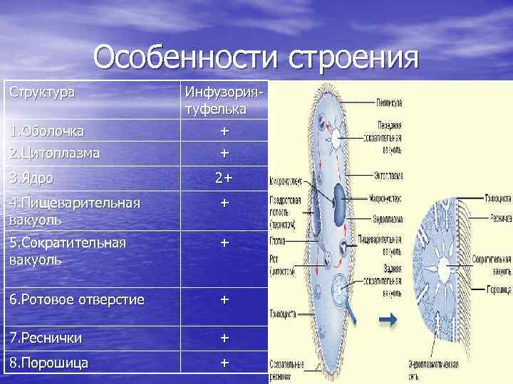 Особенности строения Структура Инфузориятуфелька 1. Оболочка + 2. Цитоплазма + 3. Ядро 2+ 4.