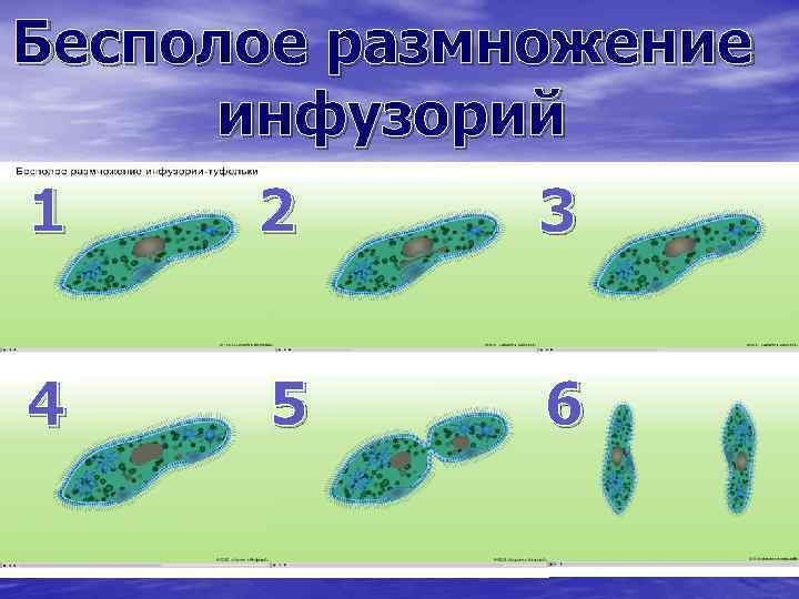 Бесполое размножение инфузорий 1 2 3 4 5 6 