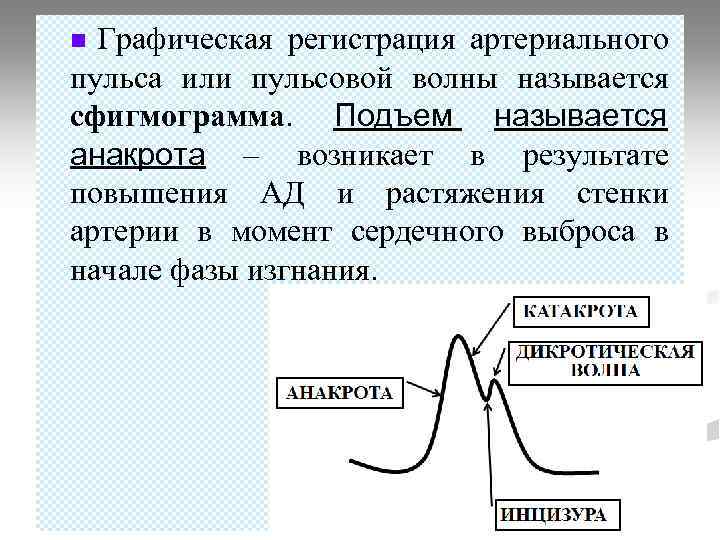 Графическая регистрация артериального пульса или пульсовой волны называется сфигмограмма. Подъем называется анакрота – возникает