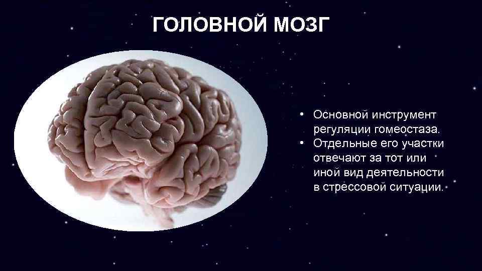 5 основных мозгов. Поддержание гомеостаза мозг. Мозг главный инструмент. Мозговой гомеостаз это. Виды гомеостаза в мозге.
