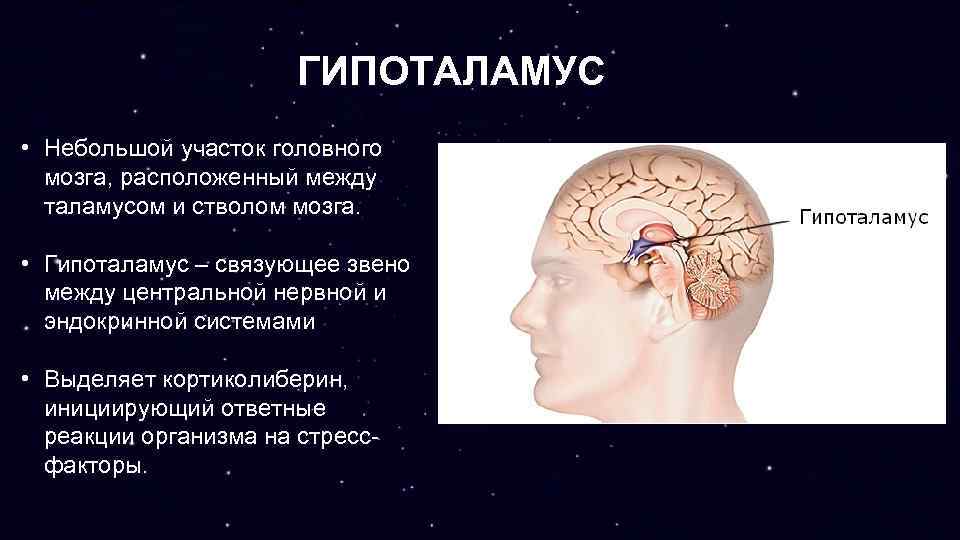 ГИПОТАЛАМУС • Небольшой участок головного мозга, расположенный между таламусом и стволом мозга. • Гипоталамус