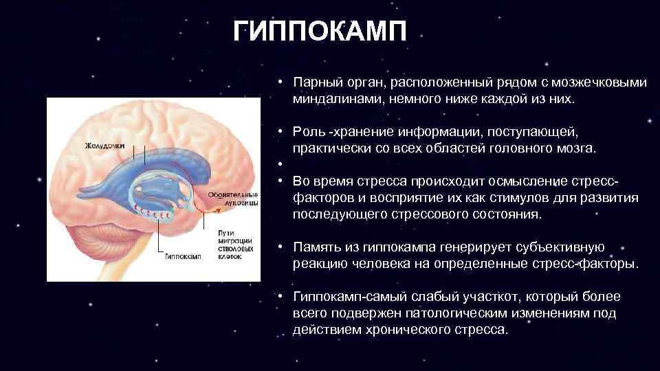 ГИППОКАМП • Парный орган, расположенный рядом с мозжечковыми миндалинами, немного ниже каждой из них.