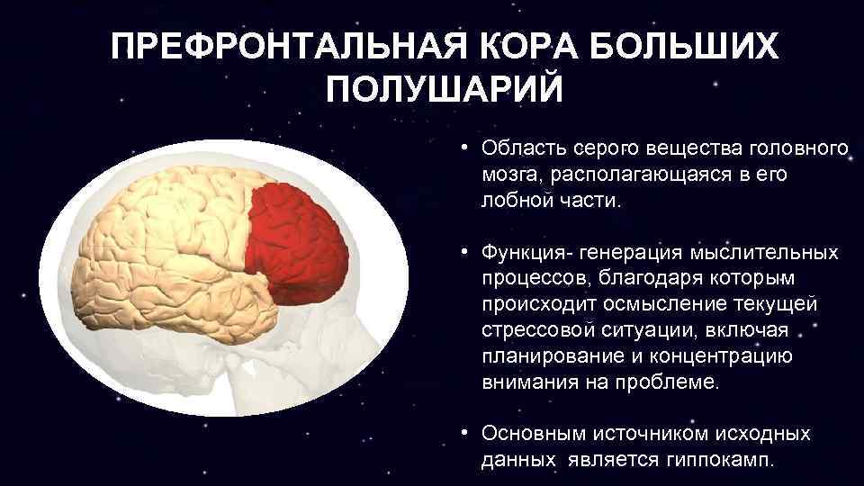 ПРЕФРОНТАЛЬНАЯ КОРА БОЛЬШИХ ПОЛУШАРИЙ • Область серого вещества головного мозга, располагающаяся в его лобной
