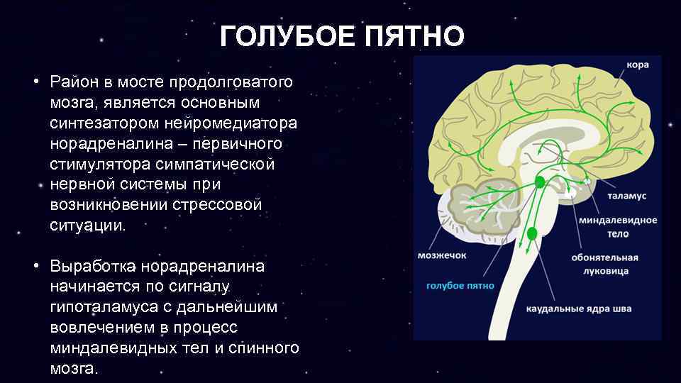 ГОЛУБОЕ ПЯТНО • Район в мосте продолговатого мозга, является основным синтезатором нейромедиатора норадреналина –