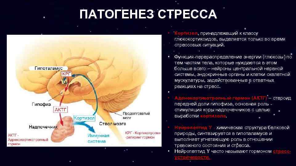 Гормоны стресса надпочечников. Патогенез стресса. Механизм развития стресса. Патогенетические механизмы стресса. Этиология стресса.