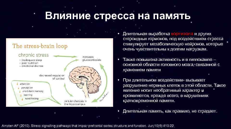 Влияние стресса на память • Длительная выработка кортизола и других стероидных гормонов, под воздействием