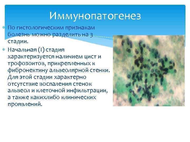 Иммунопатогенез По гистологическим признакам болезнь можно разделить на 3 стадии. Начальная (I) стадия характеризуется