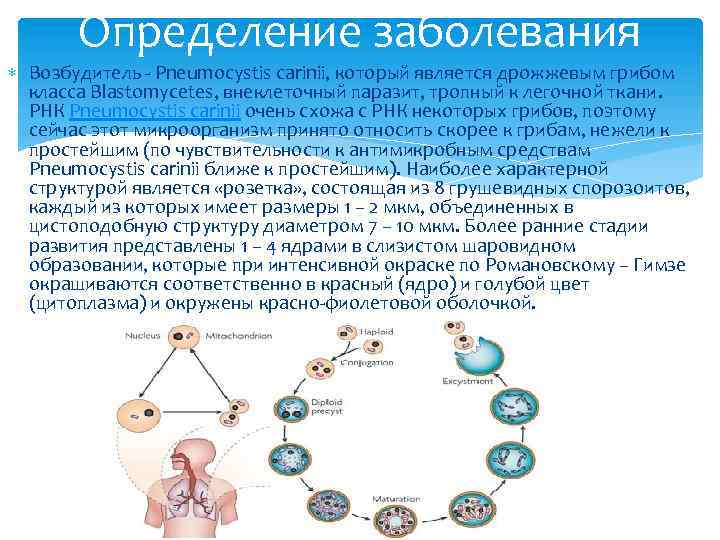Определение заболевания Возбудитель - Pneumocystis carinii, который является дрожжевым грибом класса Blastomycetes, внеклеточный паразит,