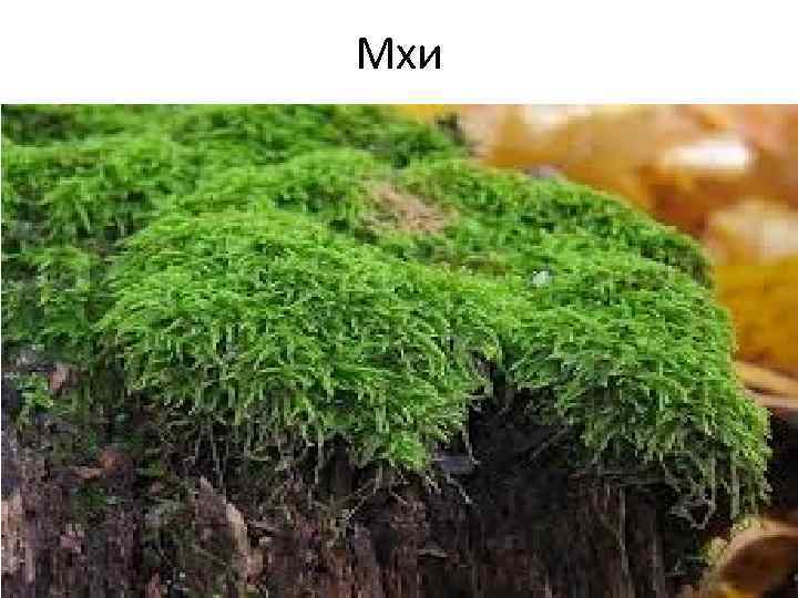 Мхи 