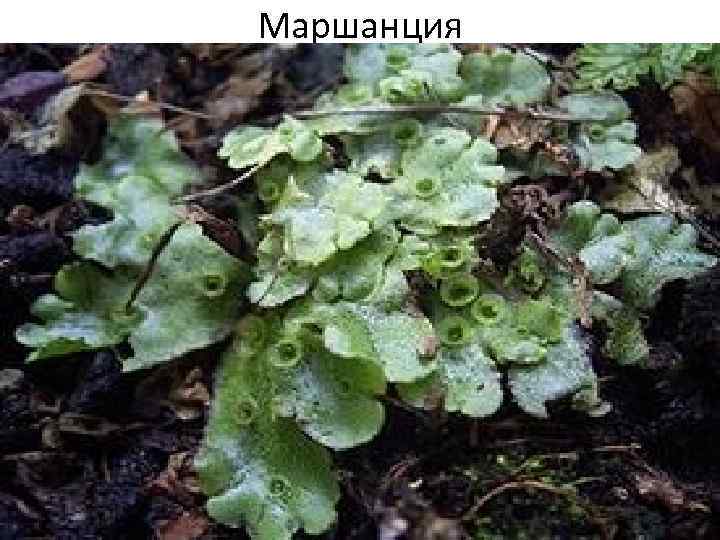 Маршанция 