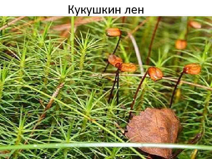 Кукушкин лен 