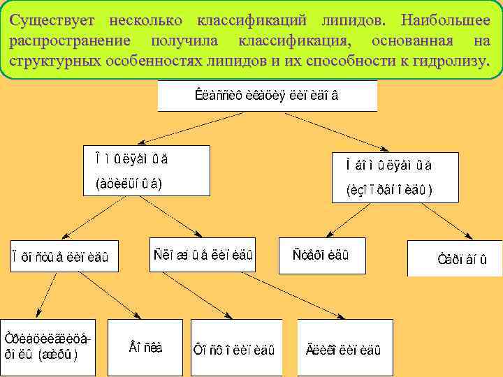 Существует несколько классификаций липидов. Наибольшее распространение получила классификация, основанная на структурных особенностях липидов и