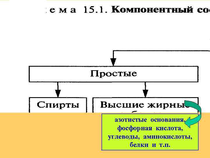 азотистые основания, фосфорная кислота, углеводы, аминокислоты, белки и т. п. 