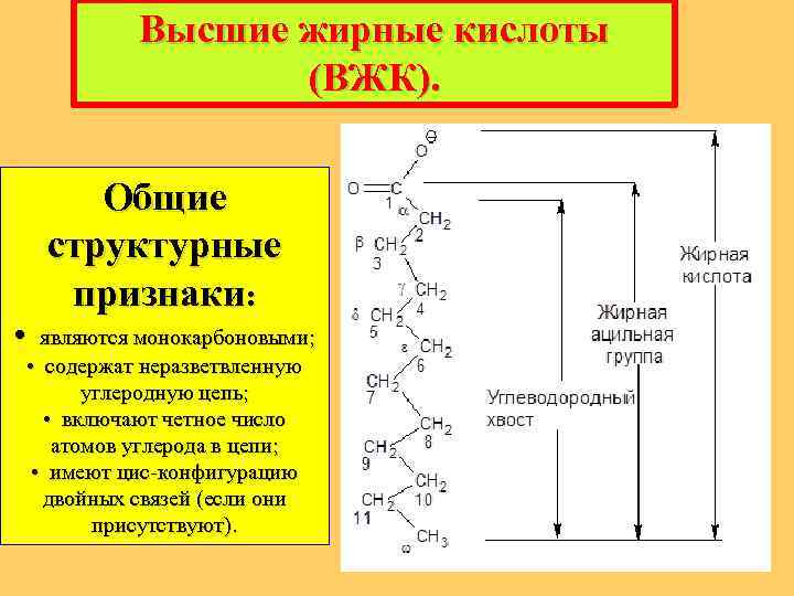 Высшие жирные кислоты (ВЖК). Общие структурные признаки: • являются монокарбоновыми; • содержат неразветвленную углеродную