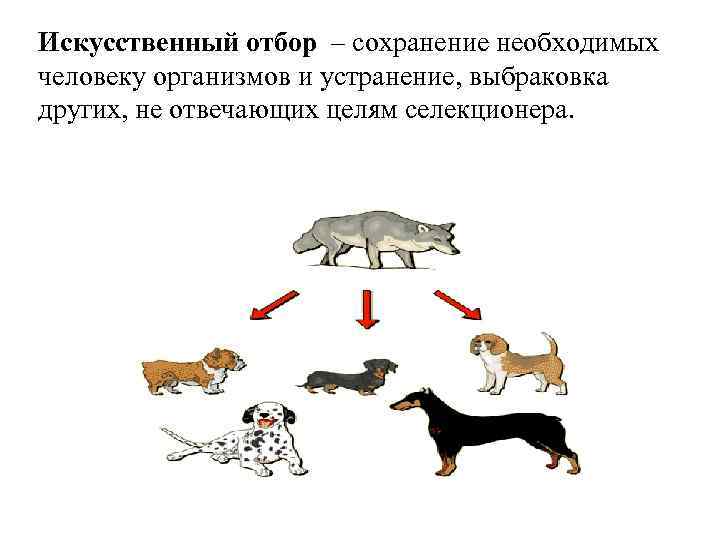 Искусственный отбор – сохранение необходимых человеку организмов и устранение, выбраковка других, не отвечающих целям