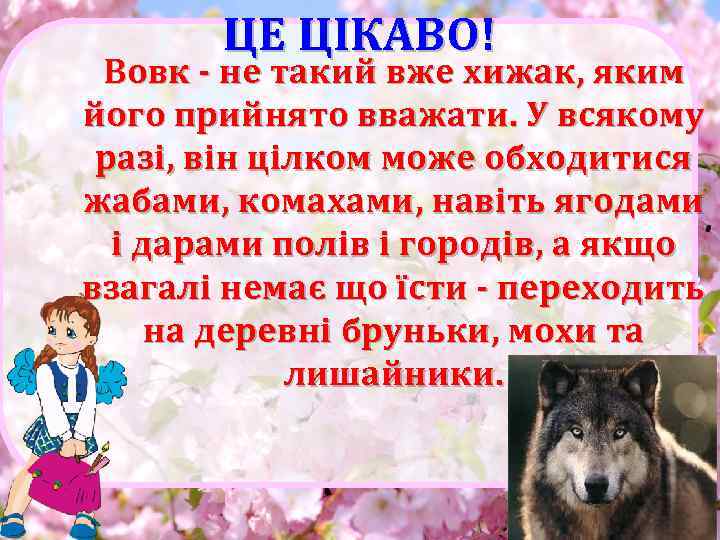 ЦЕ ЦІКАВО! Вовк - не такий вже хижак, яким його прийнято вважати. У всякому