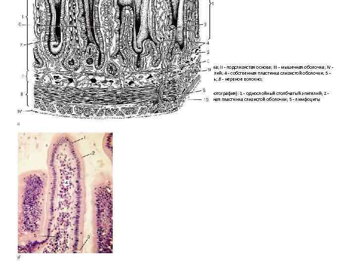 Подслизистая пищевода. Строение кишечника подслизистая основа. Столбчатые эпителиоциты ворсинок слизистой оболочки тонкой кишки. Слизистая оболочка подслизистая основа. Слизистая подслизистая мышечная.