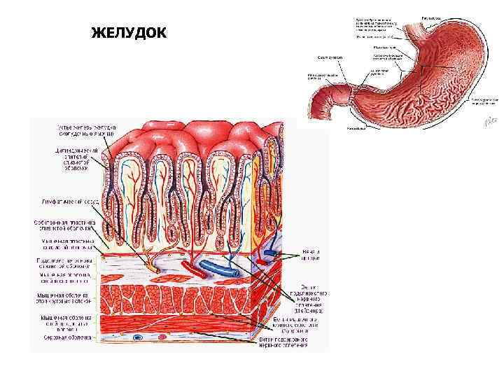 Изменение слизистой оболочки желудка. Слизистая оболочка желудка гистология. Строение стенки желудка эпителий. Мышечная пластинка слизистой оболочки желудка.
