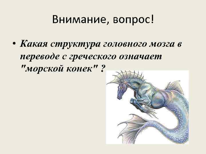 Внимание, вопрос! • Какая структура головного мозга в переводе с греческого означает 
