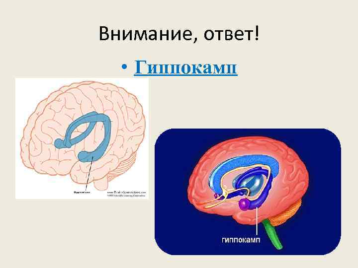Внимание, ответ! • Гиппокамп 