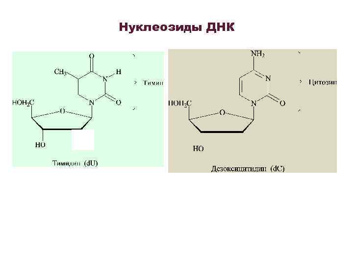 Тимин в днк. Нуклеозид тимидин. Образование нуклеозида из Тимина. Тимин в тимидин. Нуклеозиды входящие в состав ДНК.