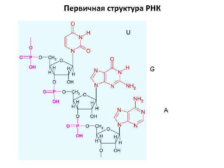 Пространственная структура рнк