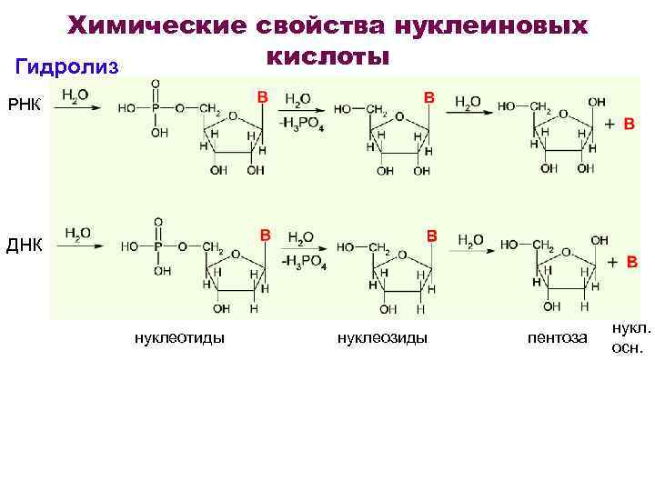 Схема гидролиза нуклеиновых кислот