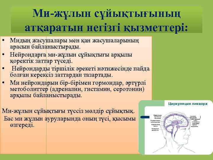 Ми-жұлын сұйықтығының атқаратын негізгі қызметтері: • Мидың жасушалары мен қан жасушаларының арасын байланыстырады. •