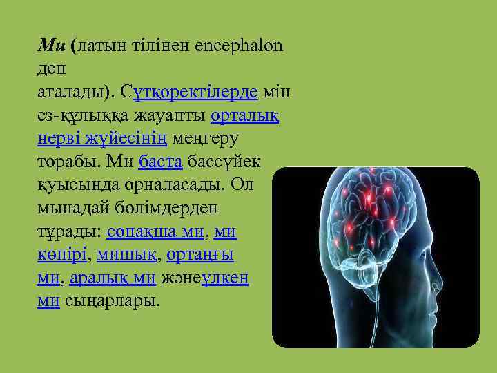 Ми (латын тілінен encephalon деп аталады). Сүтқоректілерде мін ез-құлыққа жауапты орталық нерві жүйесінің меңгеру