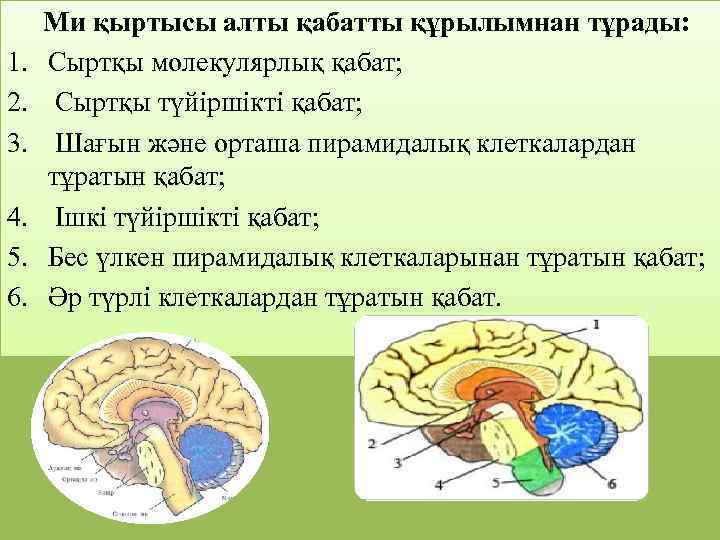 1. 2. 3. 4. 5. 6. Ми қыртысы алты қабатты құрылымнан тұрады: Сыртқы молекулярлық