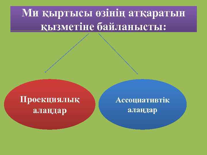 Ми қыртысы өзінің атқаратын қызметіне байланысты: Проекциялық алаңдар Ассоциативтік алаңдар 