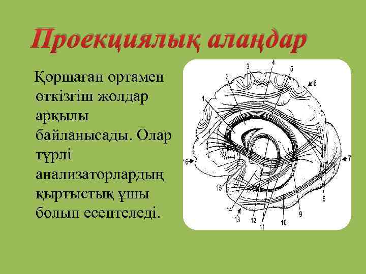 Проекциялық алаңдар Қоршаған ортамен өткізгіш жолдар арқылы байланысады. Олар түрлі анализаторлардың қыртыстық ұшы болып