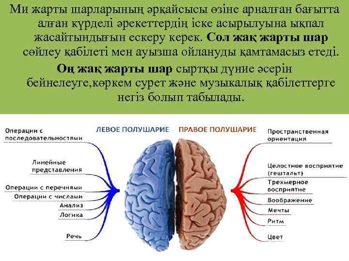 Ми жарты шарларының әрқайсысы өзіне арналған бағытта алған күрделі әрекеттердің іске асырылуына ықпал жасайтындығын