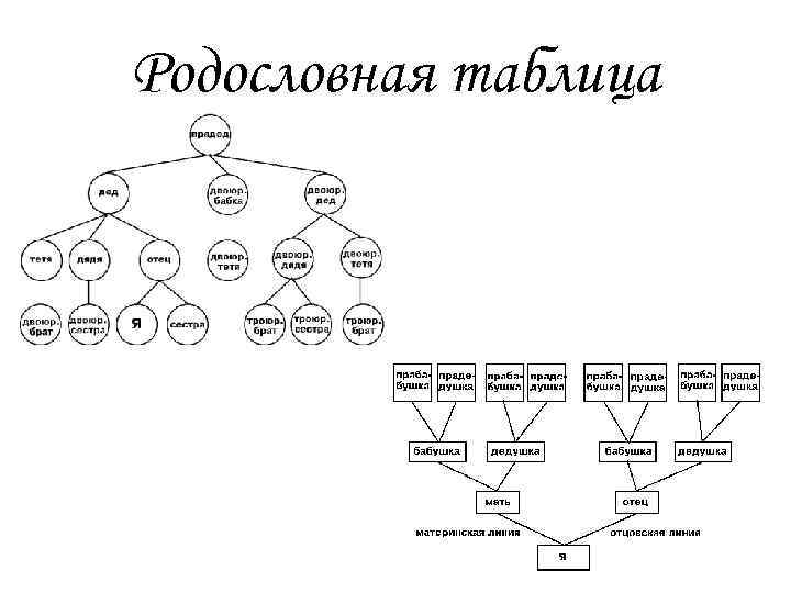 Родословная схема