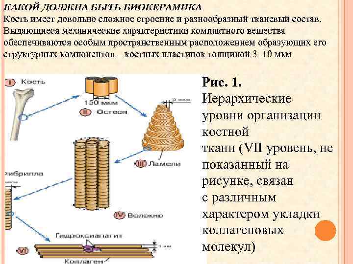 КАКОЙ ДОЛЖНА БЫТЬ БИОКЕРАМИКА Кость имеет довольно сложное строение и разнообразный тканевый состав. Выдающиеся