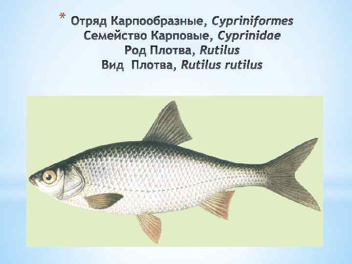 К отряду карпообразных относится. Отряд Карпообразные. Карпообразные рыбы. Карпообразные представители. Рыбы из отряда карпообразных.