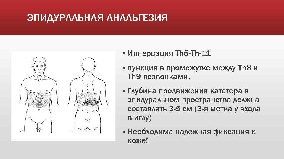 ЭПИДУРАЛЬНАЯ АНАЛЬГЕЗИЯ § Иннервация Th 5 -Th-11 § пункция в промежутке между Th 8