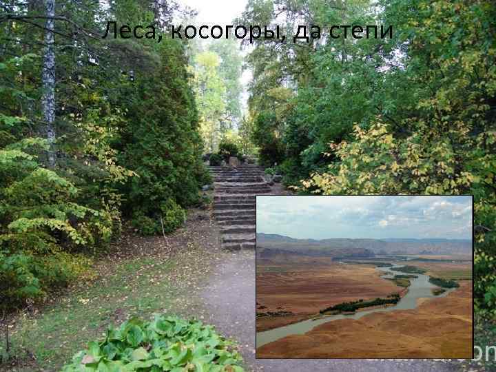 Леса, косогоры, да степи 