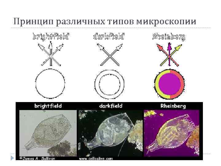 Виды микроскопии. Виды микроскопии таблица. Типы микроскопии. Метод сравнительной микроскопии. Микроскопические методы таблица.