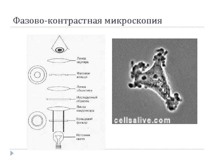 Микроскопия что это. Фазово-контрастная микроскопия дрожжи. Метод фазового контраста в микроскопии схема. Схема фазово контрастного микроскопа. Фазово-контрастная микроскопия принцип.