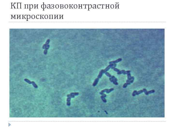 Группа патогенности ковид 2. Фазовоконтрастная микроскопия. Группы патогенности бактерий. Бактерии 4 группы патогенности. Трофические группы микроорганизмов метанотрофы.