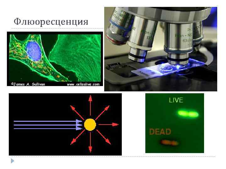 Современные методы микроскопии. Виды микроскопов в микробиологии. Показатели флюоресценции. Цвета флюоресценции таблица. Измерения флюоресценции в плашке Spark 20m.