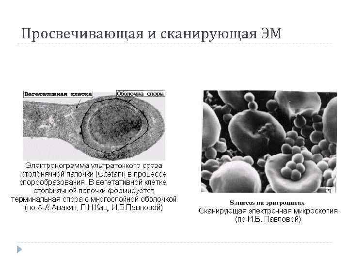 Основные группы патогенных микроорганизмов схема