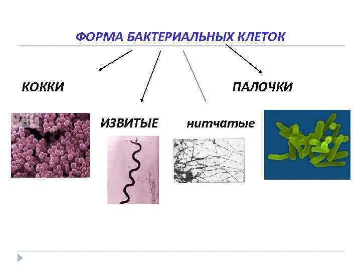 ФОРМА БАКТЕРИАЛЬНЫХ КЛЕТОК КОККИ ПАЛОЧКИ ИЗВИТЫЕ нитчатые 