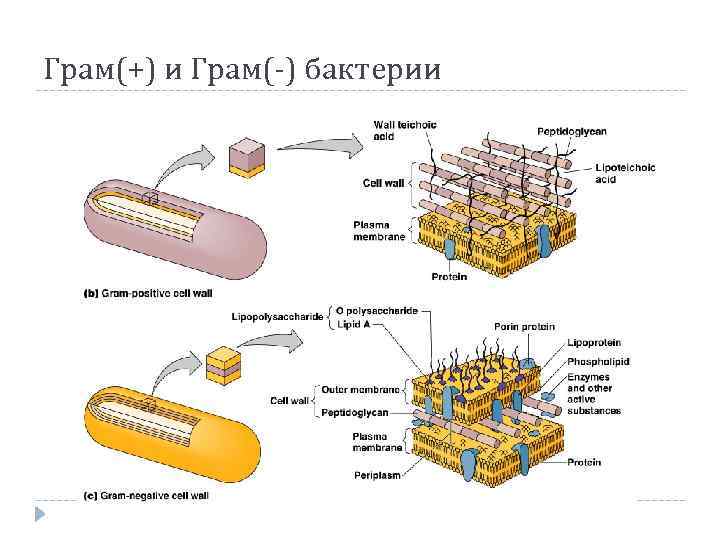 Грам(+) и Грам(-) бактерии 