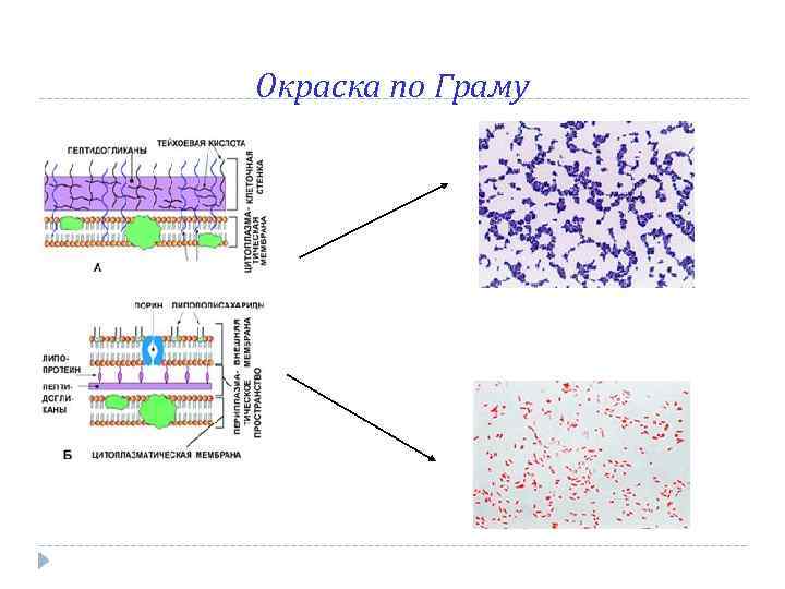 Оценка каких свойств микроорганизмов показана на рисунке