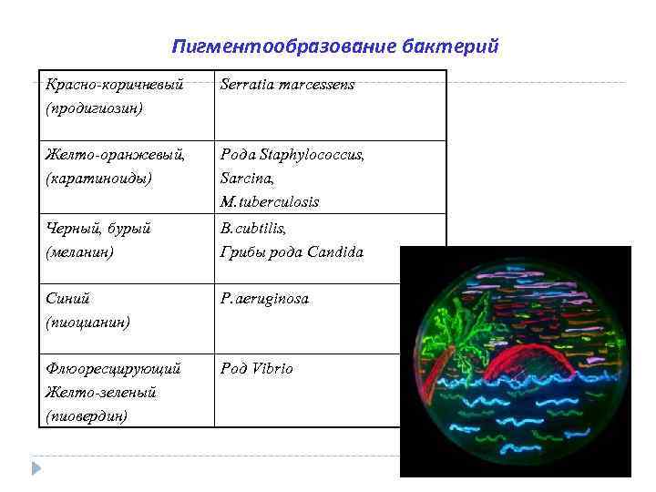 Пигментообразование бактерий Красно-коричневый (продигиозин) Serratia marcessens Желто-оранжевый, (каратиноиды) Рода Staphylococcus, Sarcina, M. tuberculosis Черный,