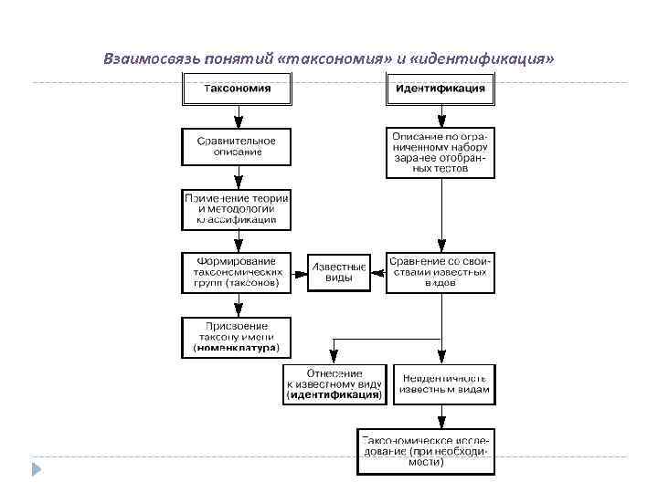 Взаимосвязь понятий «таксономия» и «идентификация» 