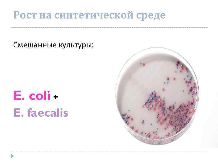 Рост на синтетической среде Смешанные культуры: E. coli + E. faecalis 