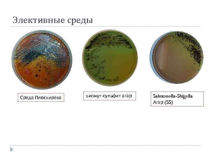 Элективные среды Среда Плоскирева висмут-сульфит агар Salmonella-Shigella Агар (SS) 